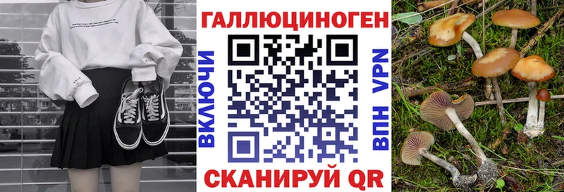 Галлюциногенные грибы Psilocybe  Новозыбков 