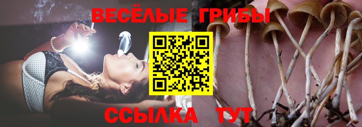 Галлюциногенные грибы Psilocybe Новозыбков